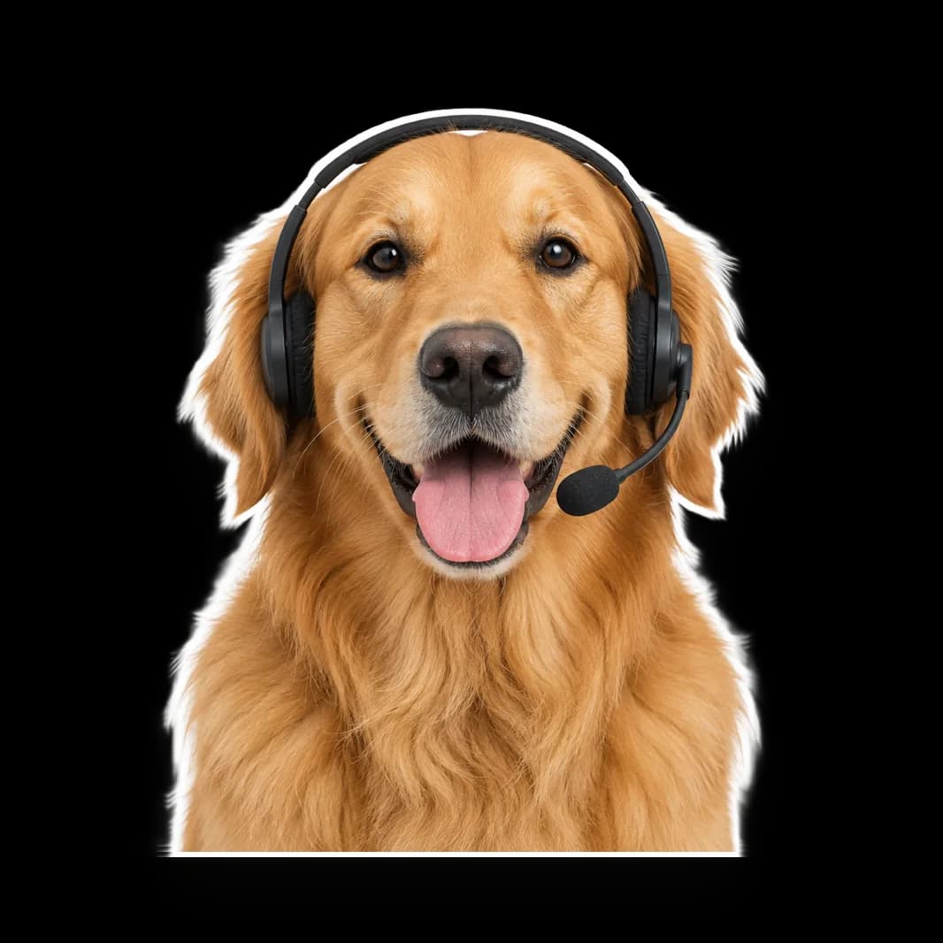 Humphrey, a golden retriever in a headset