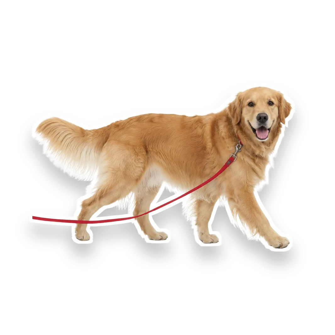 Humphrey the golden retriever on a walk